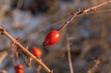 red berries of rosehip