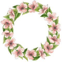 Watercolor hand drawn pink cherry blossoms wreath frame for your design