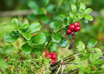 Closeup of red cowberries with leaves in a forest. Nature background. Ripe red lingonberry, partridgeberry, or cowberry grows in the pine forest. Selective focus, shallow depth of field.
