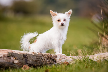 small white dog in the countryside