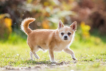 Naklejka na ściany i meble Chihuahua playing in the park