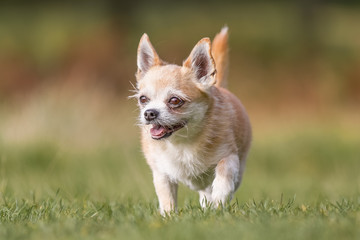 Chihuahua playing in the park