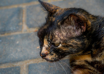 Portrait Of Cat Close Up