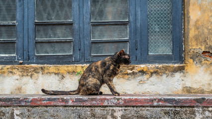 Side View Portrait Of A Cat Against A Wall With A Window