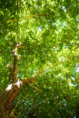 Fototapeta premium Grandes árboles con gran tallo en un parque