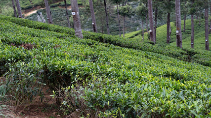 Tea Plantation Hill Landscape