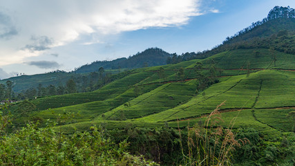 Fototapeta na wymiar Tea Plantation Hills