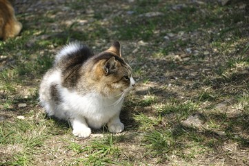 陽だまりの猫