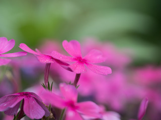 Fototapeta premium pink flower