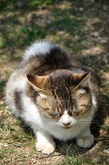 陽だまりの猫