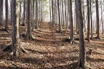 植林帯の登山道