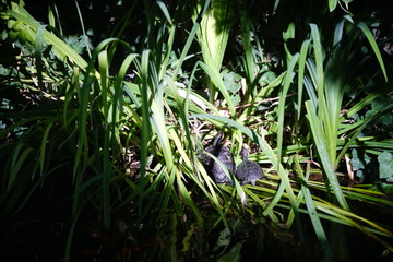 Turtle friends by Skip Weeks