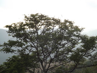 Árbol
