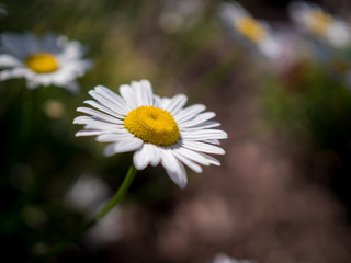 Obraz premium daisy