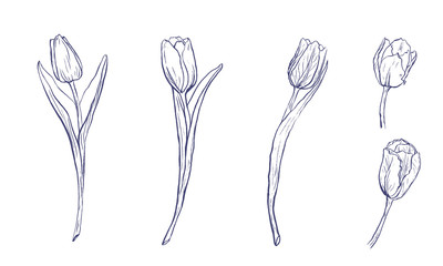 Hand drawn flat outline tulips. Ink sketch of  spring flowers on white background.