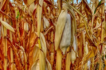 Autumn corn field