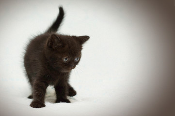 Little cute kitten close up. Portrait of kitten. Funny screaming young kitten on a light background. For lovers of adorable cats