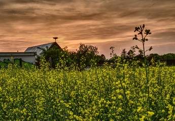Sunset over the rape field