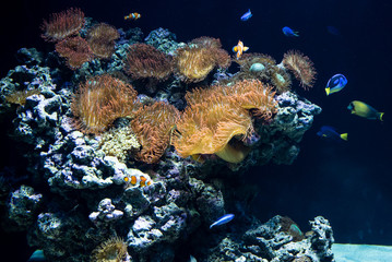 clownfish and sea anemones in their natural habitat