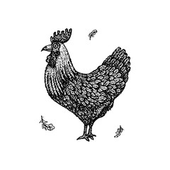 Dotwork Chicken Rooster
