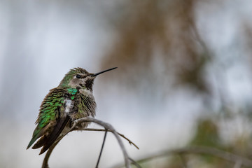 Fototapeta na wymiar Anna's hummingbird