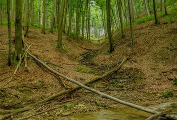 Stream and fallen trees in a forest