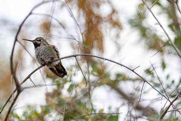 Anna's hummingbird