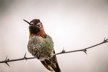 Obraz premium Anna's hummingbird