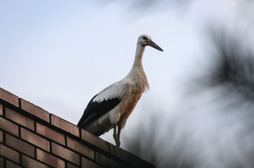 White stork stands on a house chimney in Poland
