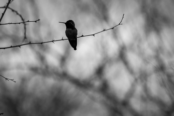 Anna's hummingbird