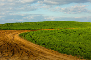 Naklejka premium Open field with blue cloudy sky background.