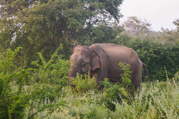 Fototapeta na wymiar Elephant walking on grass in the bush inside Udawalawe national park in Sri Lanka.