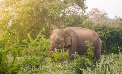 Fototapeta na wymiar Elephant walking on grass in the bush inside Udawalawe national park in Sri Lanka. During sunrise a warm early morning.