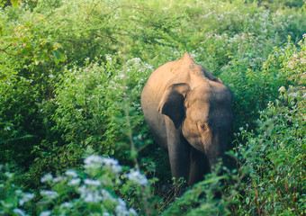 Fototapeta na wymiar Baby elephant walking in the bush an early morning in Udawalawe in Sri Lanka with warm light. 