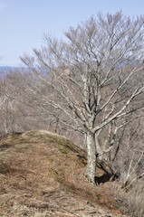 鷹ノ巣山の石尾根縦走路とブナの木