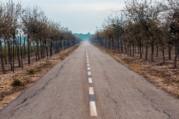 Road on the grove background