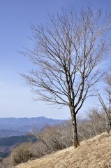 鷹ノ巣山の木立ち