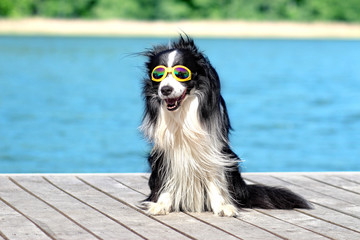 Dog posing and sitting on the pier by the water with sunglasses.