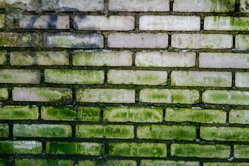 Brick fence covered with mold.