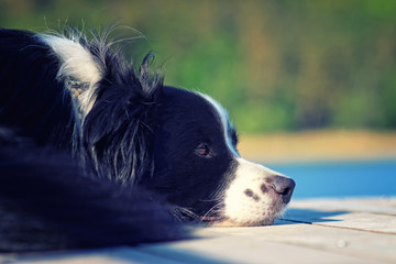 Naklejka na ściany i meble Dog is lying on the pier by the water lake.