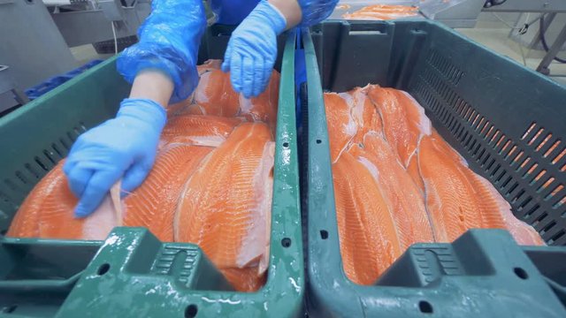 Pieces of trouts' fillets are getting relocated from one container into another one