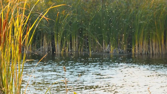 Gnus, mosquitoes or midges fly over the lake and reeds, sedge. Camera panning