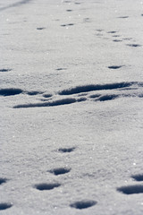 Traces of animals in snow. Deer, moose, wolf, fox, dog, cat paws footprints in the forest. Concept of hunting and shooting wild animals. Migration and mating time.