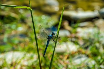Close up of a blue dragonfly insect, near the river