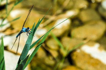 Close up of a blue dragonfly insect, near the river