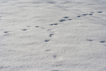 Fototapeta na wymiar Traces of animals in snow. Deer, moose, wolf, fox, dog, cat paws footprints in the forest. Concept of hunting and shooting wild animals. Migration and mating time.