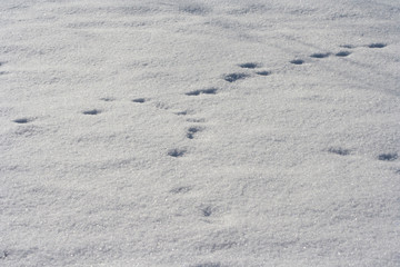 Traces of animals in snow. Deer, moose, wolf, fox, dog, cat paws footprints in the forest. Concept of hunting and shooting wild animals. Migration and mating time.