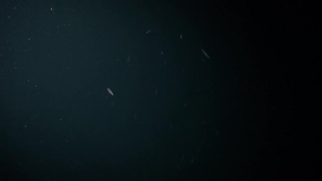 School of tiny baby squid squirt ink at night