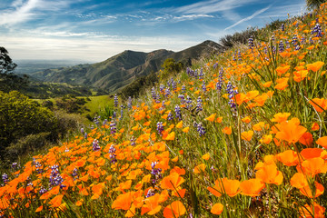 Wildflowers growing on a mountainside