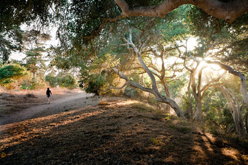Adult walking along a trail in the woods